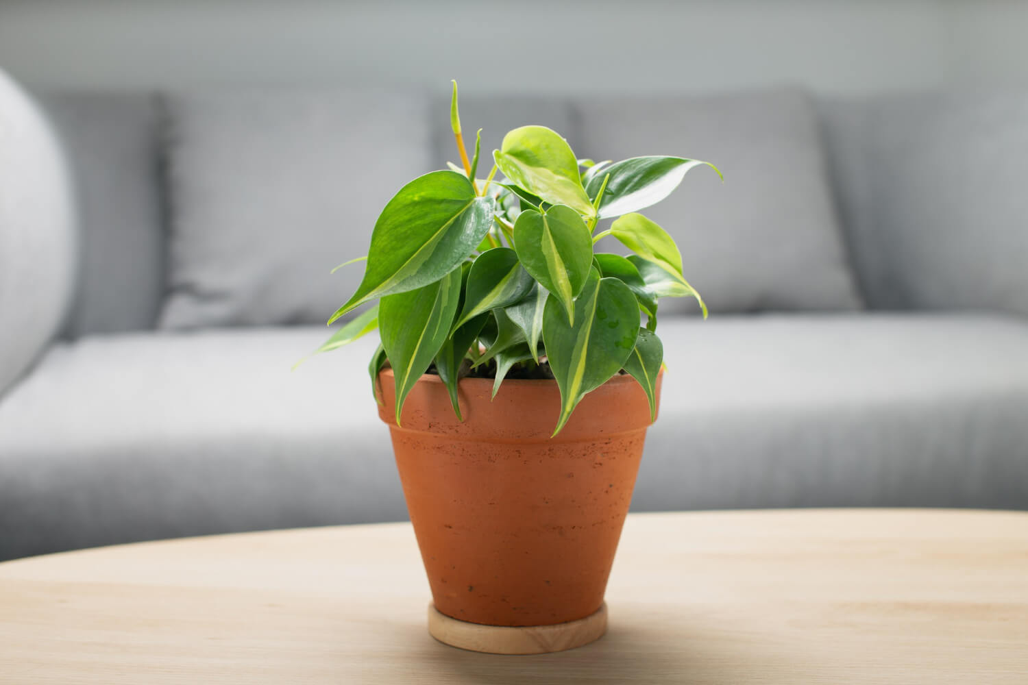Air purifying plants – facts and myths
