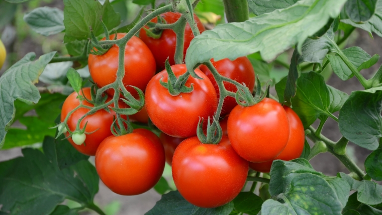 Kiedy obrywać liście pomidorów?