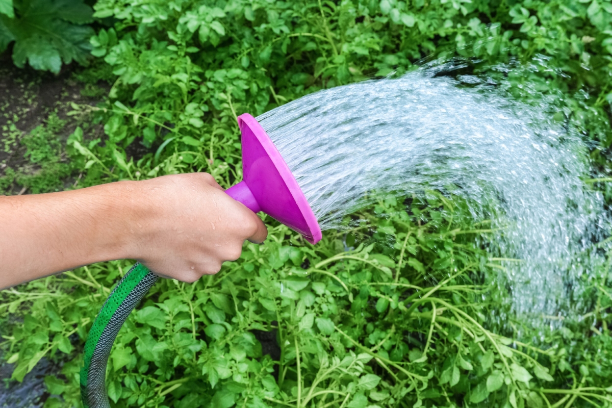 Saving water in the garden – go green!