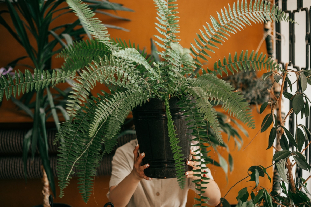 Ferns at home – easy care for everyone!