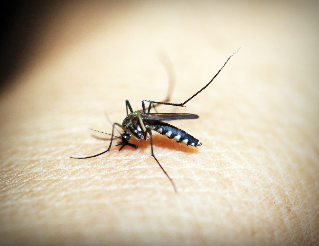 Sposoby na pozbycie się komarów