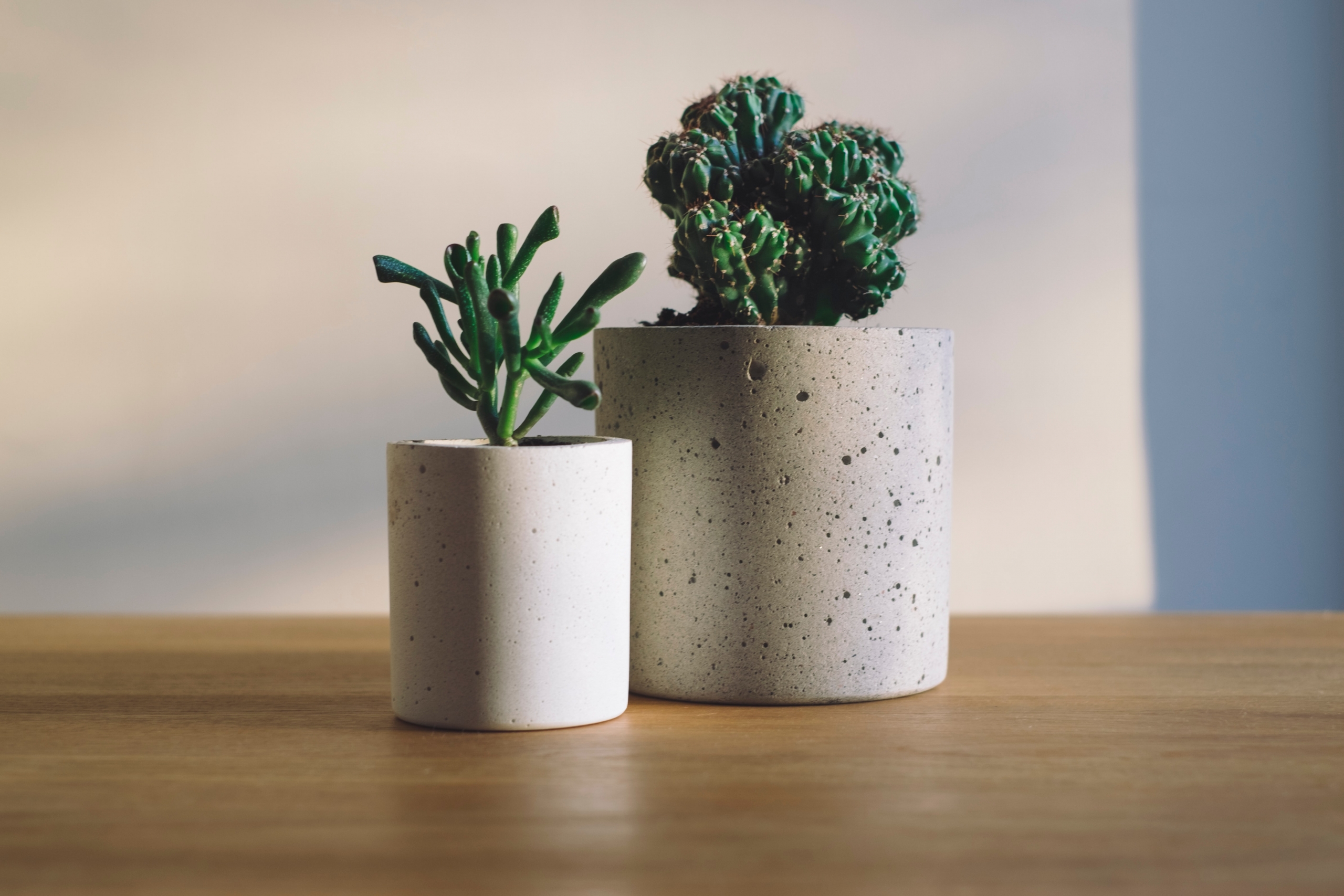What flowers to plant in concrete pots?