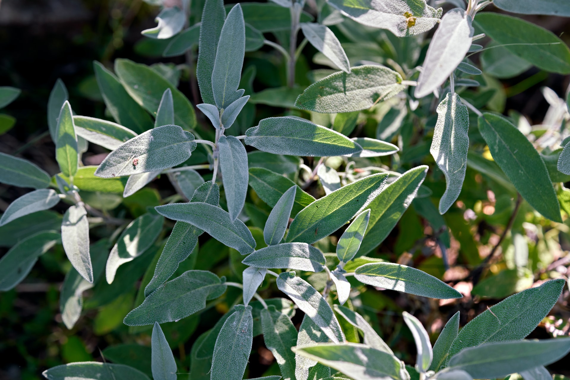 How to care for sage?