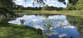 Maintaining a Healthy Pond Ecosystem: Effective Ways to Eliminate Algae