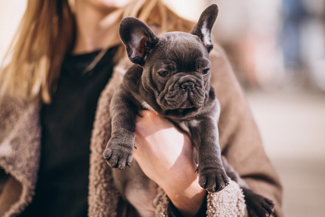 The health benefits of owning a French Bulldog puppy